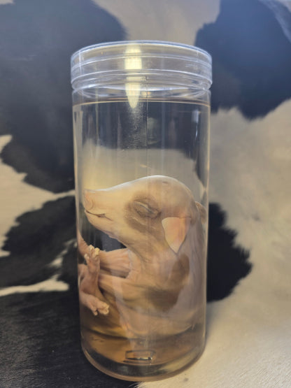 Cute piggy wet specimen
