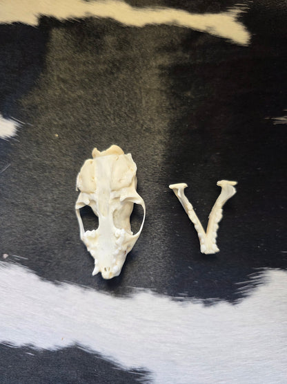 Mink skull