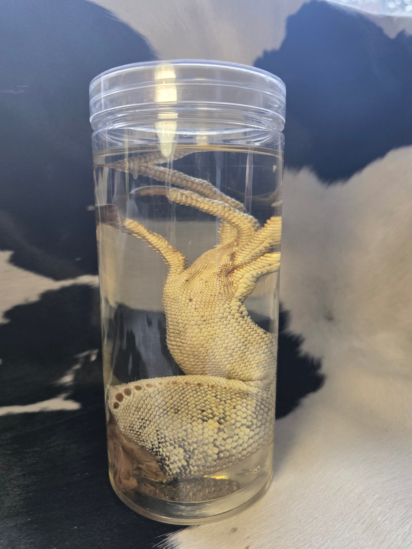 Savannah monitor foot