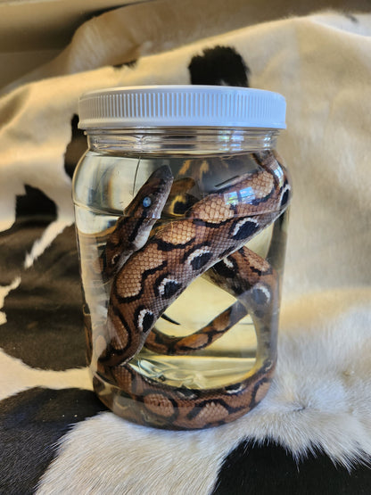 Brazilian Rainbow Boa