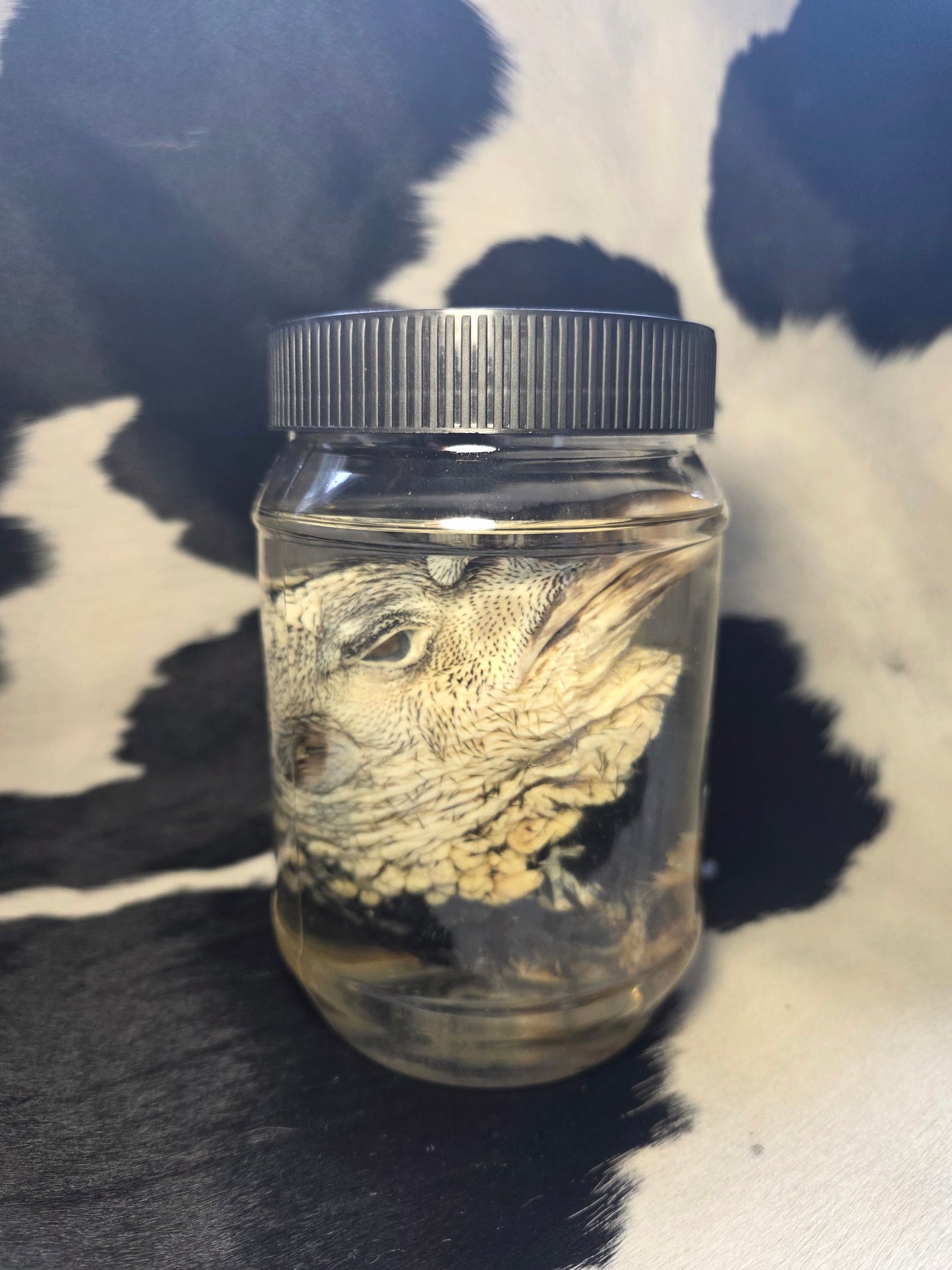 Turkey head wet specimen