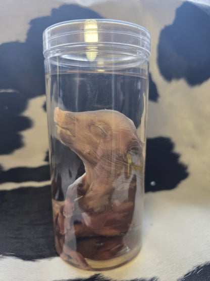 Piggy wet specimen