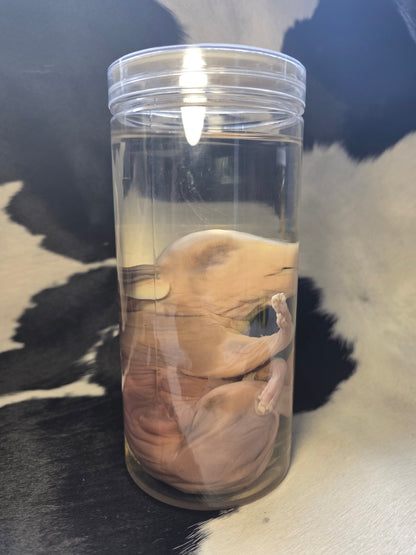 Cute piggy wet specimen