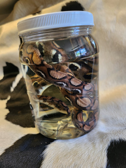 Brazilian Rainbow Boa