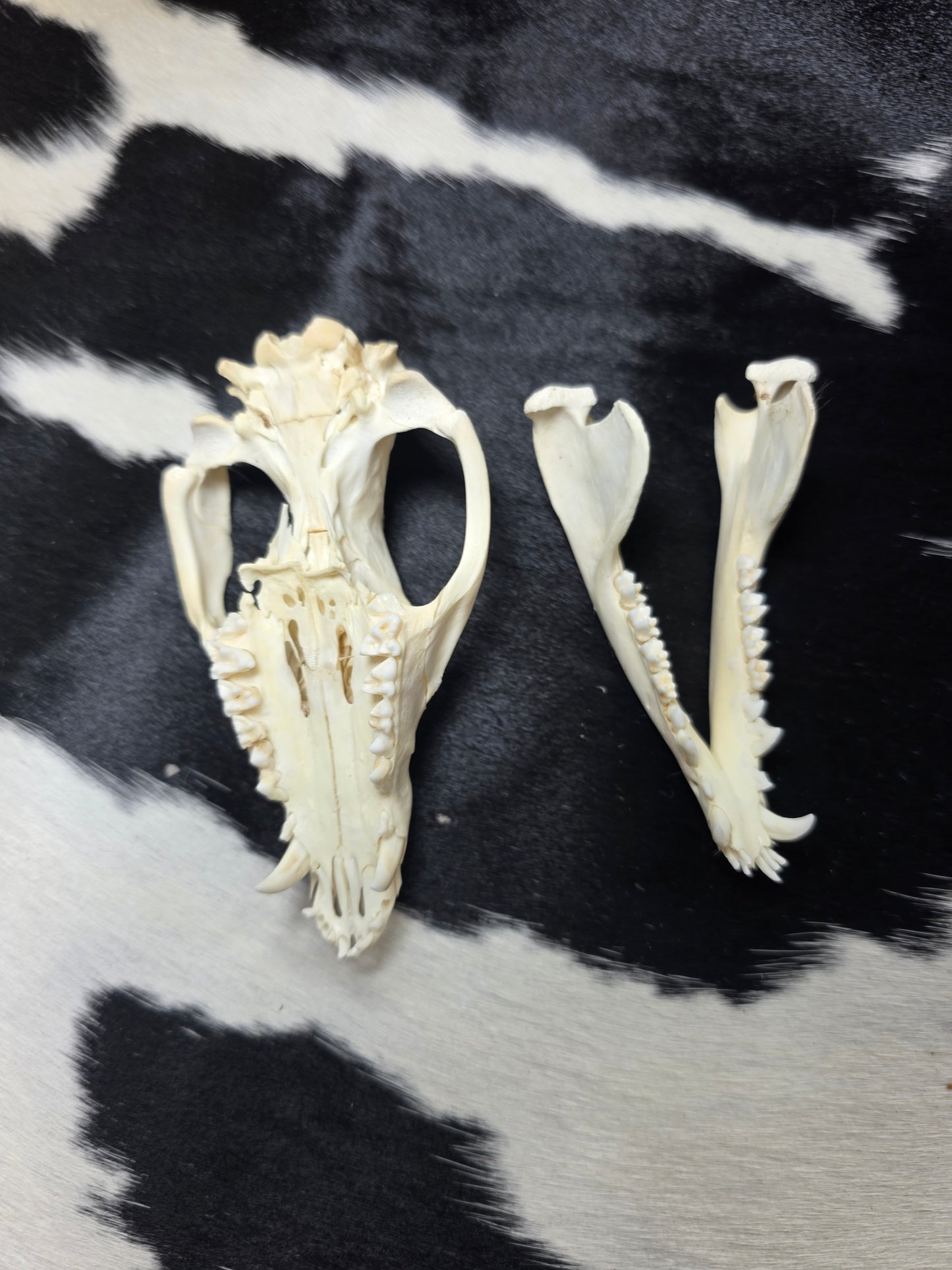 Opossum skull