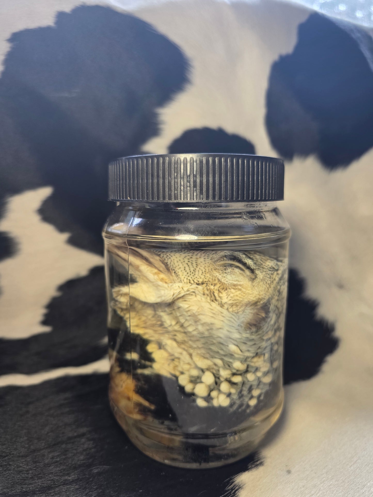 Turkey head wet specimen