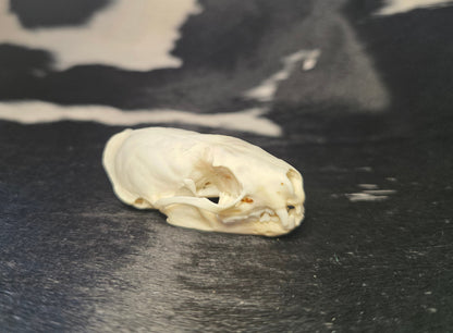 Mink skull