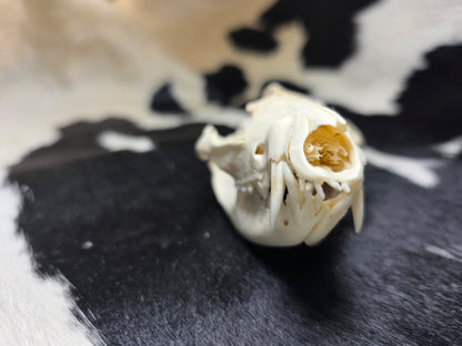 Opossum skull