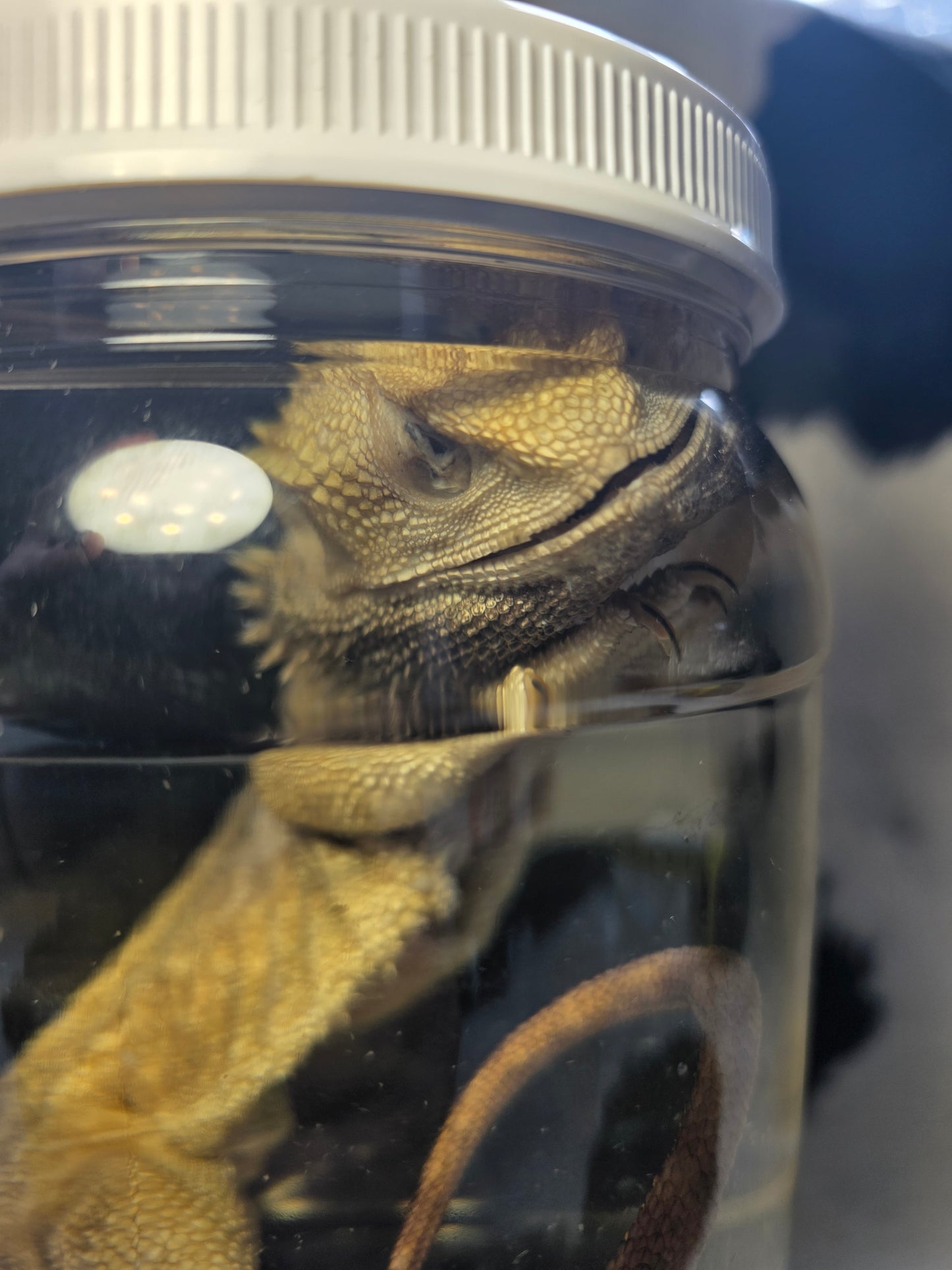 Bearded dragon wet specimen