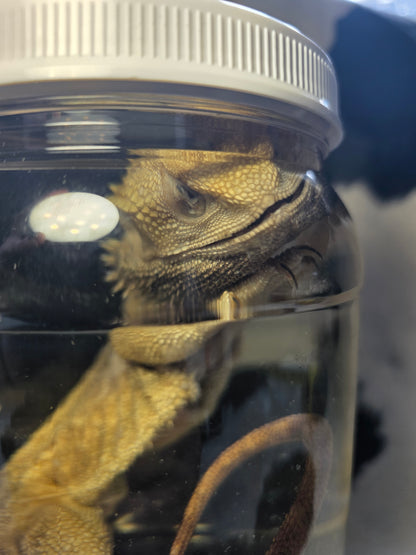 Bearded dragon wet specimen