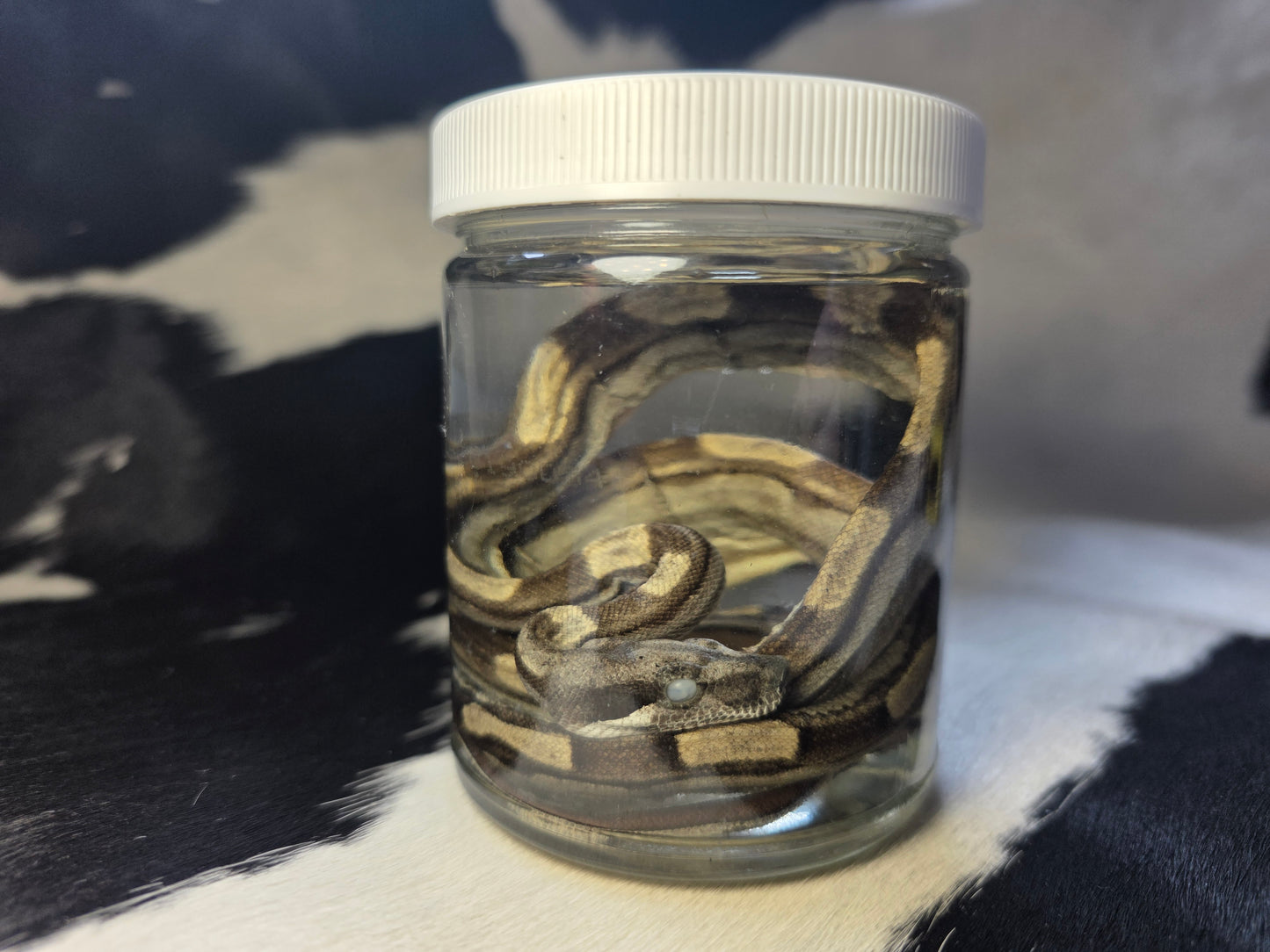 Beautiful red tail boa morph