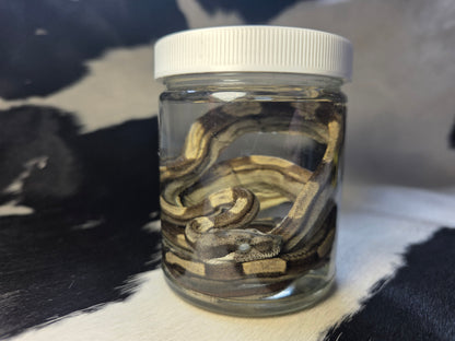 Beautiful red tail boa morph