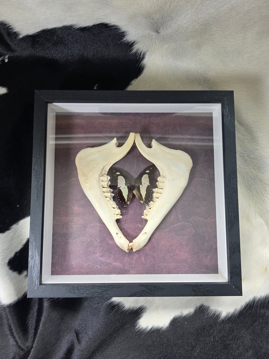 Common nawab on goat jaw bones