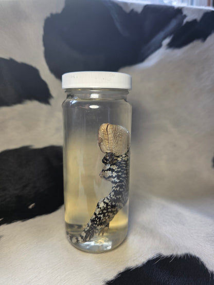 Blue tongue skink with crazy spine bend