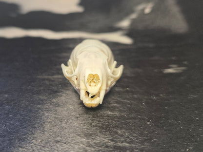 Mink skull