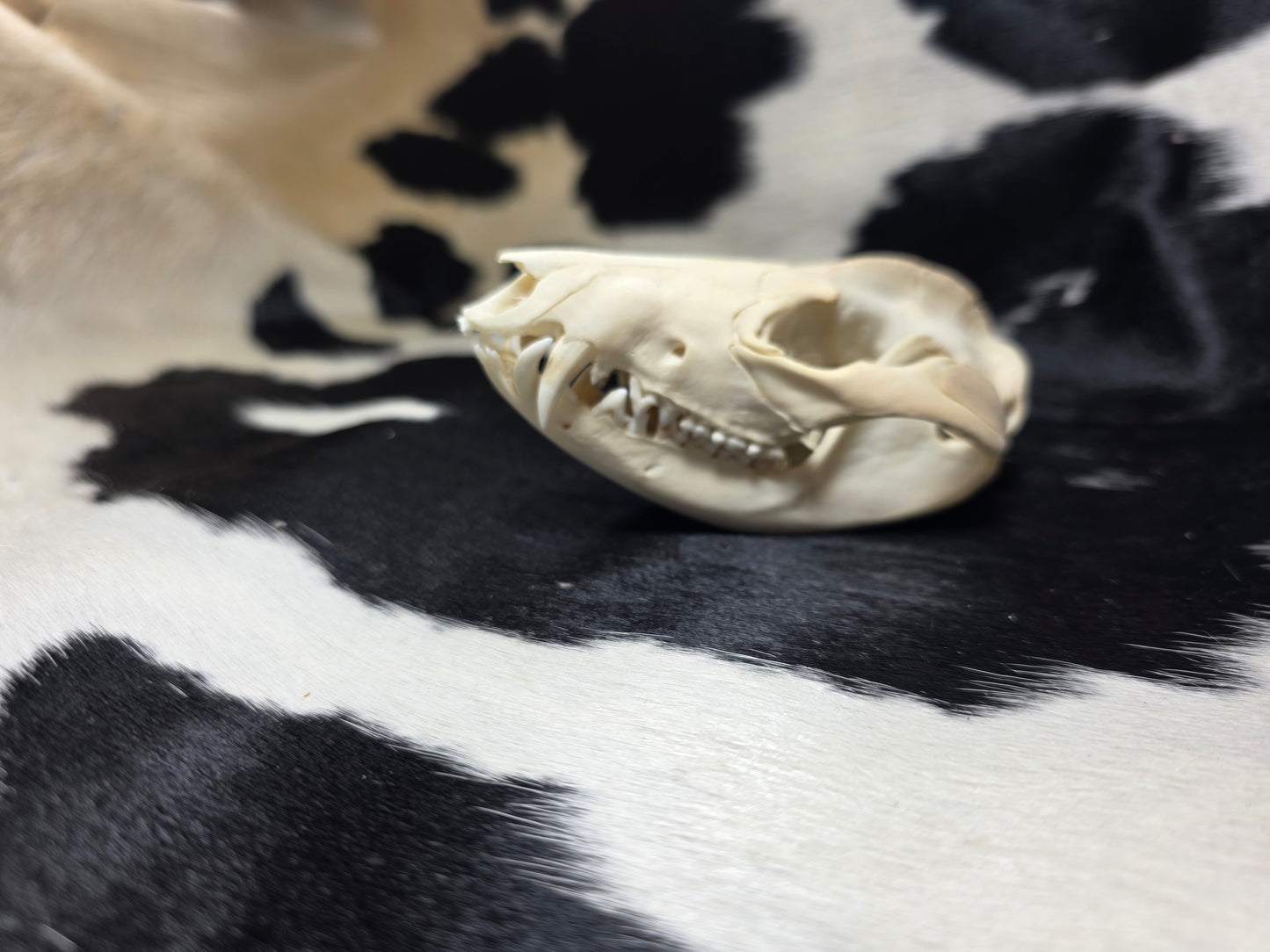 Opossum skull