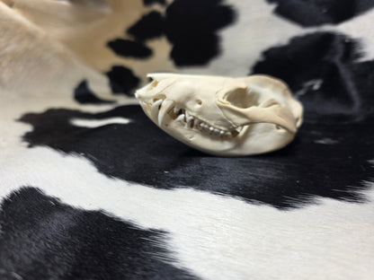 Opossum skull