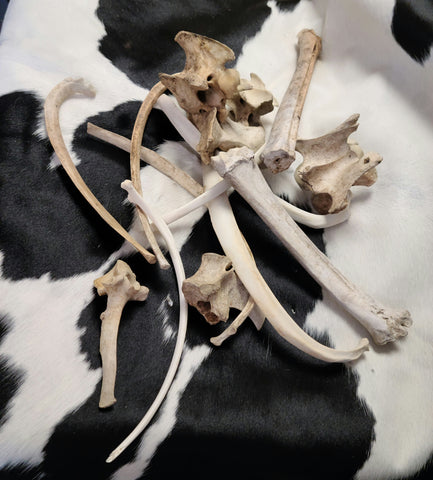 $1 mystery bones!